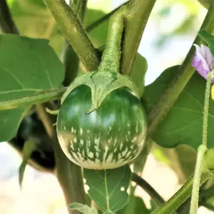 Organic Thai Round Eggplant Seeds (Solanum melongena) – 20+ seeds, Authentic Variety for Culinary Gardens