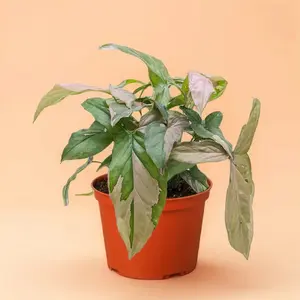 4" Syngonium Pink Splash - Live Indoor Plant, Splashy-Painted Pink and Green Variegation, Medium-Sized, Air Purifying, Beginner Friendly, Rare Plant, Bright Light