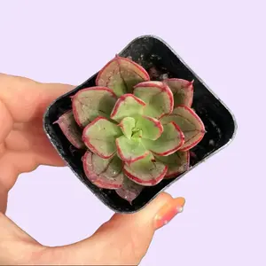 2" Echeveria Nodulosa Succulent Plant in Pot Greenhouse Grown