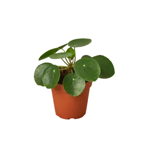 Pilea Peperomioides 'Chinese Money Plant'