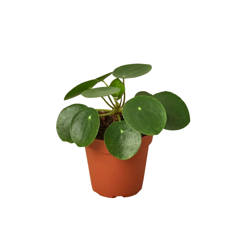 chinese money plant curling leaves - TikTok Shop