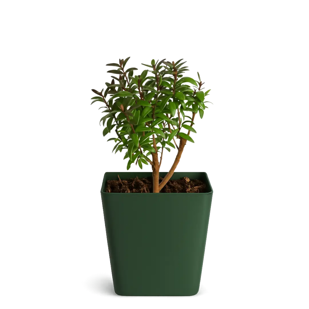 Dwarf Myrtle Bonsai Tree Starter  Mini Evergreen Plant Gift - TikTok Shop