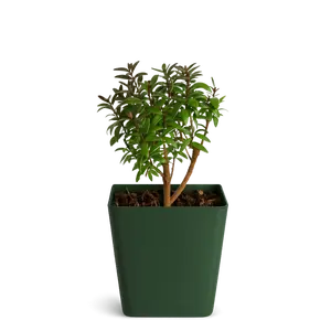Dwarf Myrtle Bonsai Tree Starter – Mini Evergreen Plant Gift
