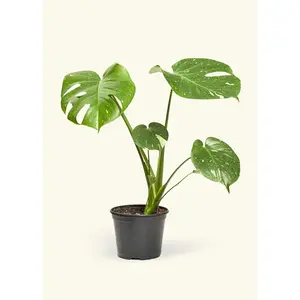 Monstera 'Thai Constellation'