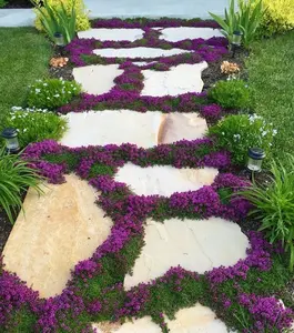 200 Mix Creeping Thyme Seeds for Home Garden Flower Plant Seeds Ground Cover Plant 6 Perennial Thyme Heirloom Blue, Purple, Red, Yellow White Thymus Serpyllum Seed