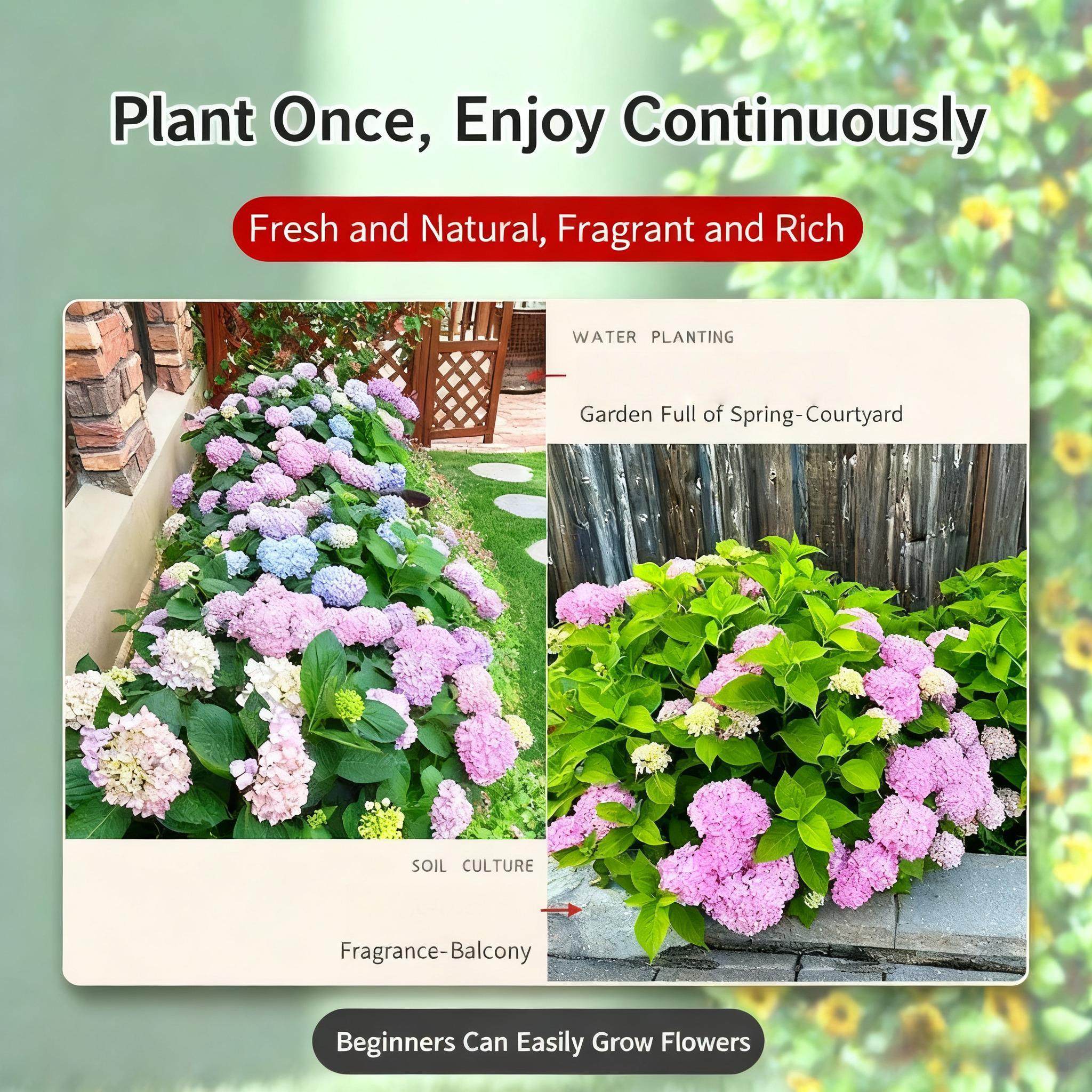 100+Mixed Hydrangea Seeds - Fast-Growing Shrub Flowers for Beautiful Outdoor Garden Décor, Fragrant Blooms, Easy to Grow, Perfect for Landscaping, Home & Garden Lovers, Ideal for Gifts 100+Mixed Hydrangea Seeds - Fast-Growing Shrub Flowers for Beautiful Outdoor Garden Décor, Fragrant Blooms, Easy to Grow, Perfect for Landscaping, Home & Garden Lovers, Ideal for Gifts