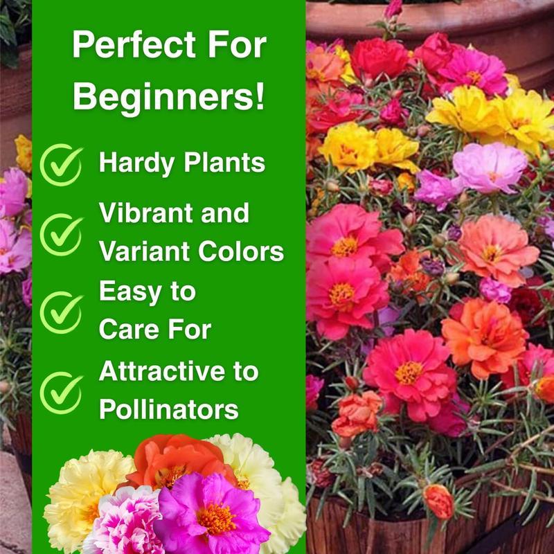 10000 pcs Mix Moss Rose Seeds Planting Ornaments Perennial Garden Simple to Grow Pots Gifts