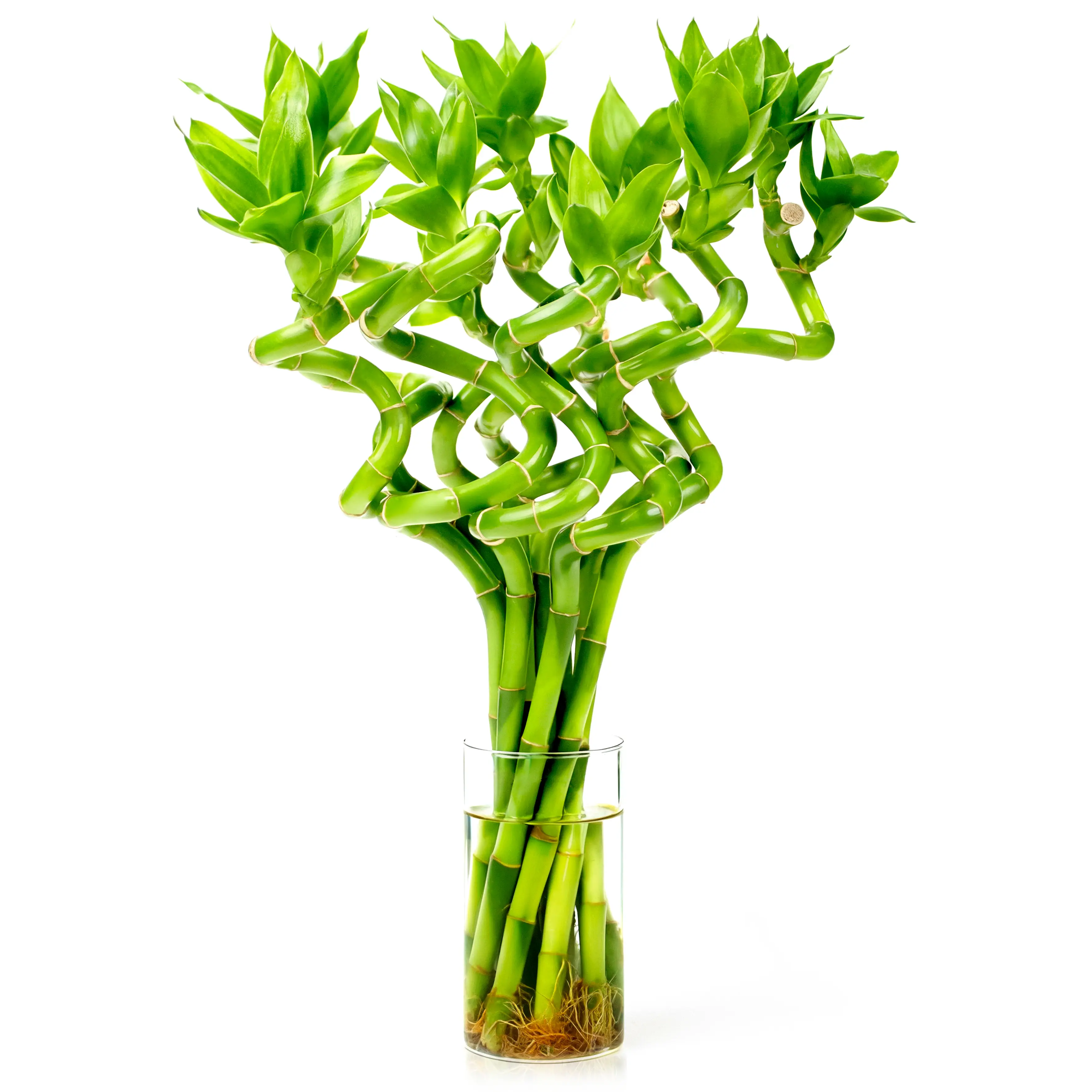 Spiral Shape Lucky Bamboo Plant 10 Stalk Feng Shui Arrangement Easy Care Water-Grown Plant Indoor Home & Office Decoration Gift for Good Luck & Prosperity indoor plant