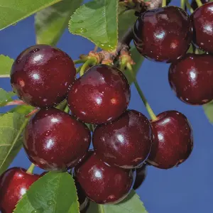50 Cherry Seeds for Planting, Sweet Fruit Tree Seeds for Home Garden Growing, Non-GMO Cherry Plant Seeds, Seeds Only Not Live Plants