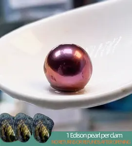 【Will】Blackberry Edison 9-12mm Deep/Red Wine/Chocolate color Round Edison Pearl. Freshwater Edison Pearl｜Live Opening 1 Edison pearl per clam Non-Refundable NO RETURNS OR REFUNDS AFTER