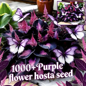 1000+ Rare Purple Hosta Seeds – Beautiful Shade Garden Plants for Backyard Landscaping