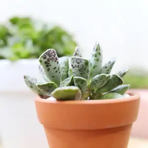 Plover Eggs Plant Adromischus Cooperi