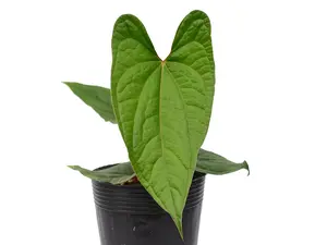 Anthurium Velvet Eclipse