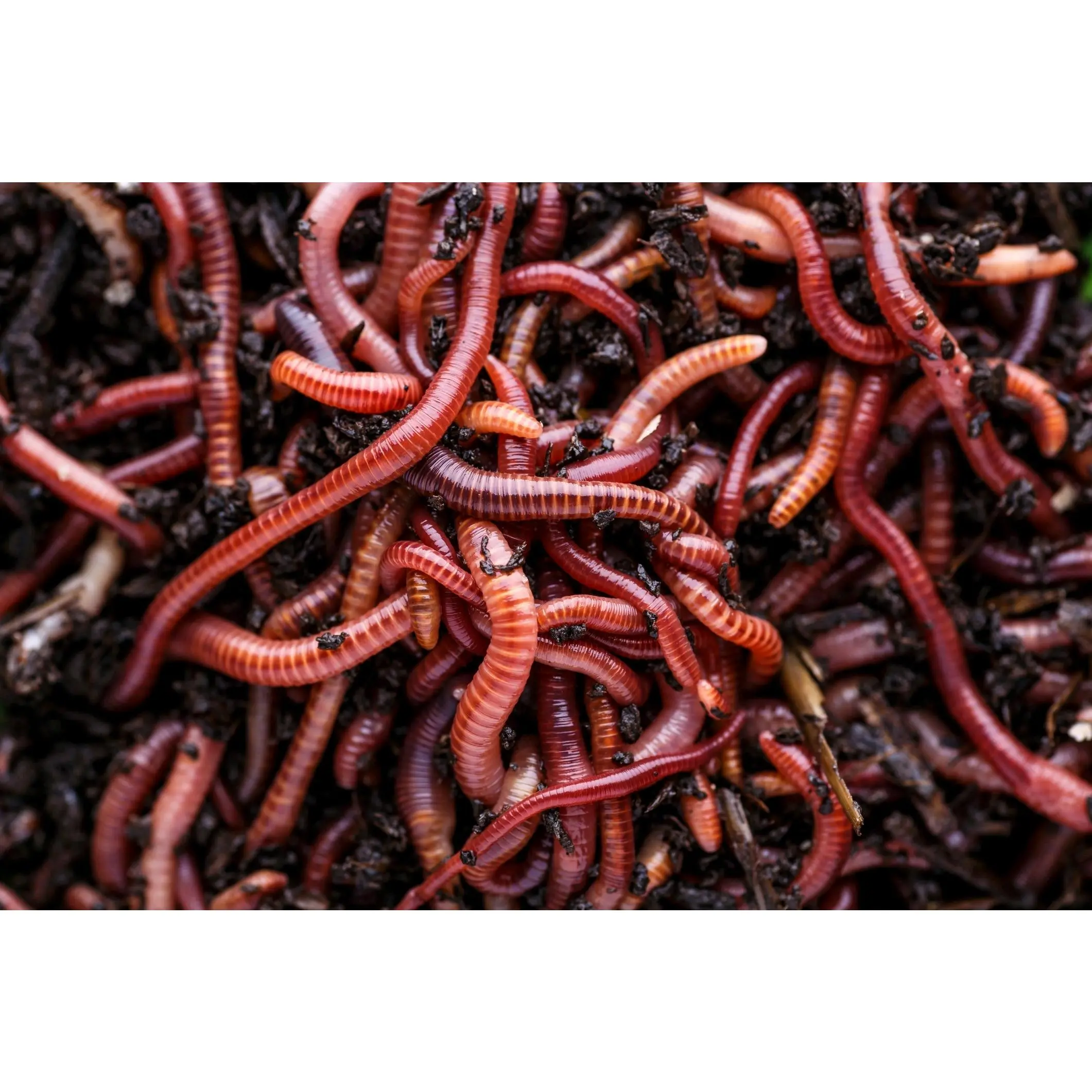 Vermicomposting Workshop | Learn Composting with Red Wigglers & European Nightcrawlers