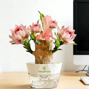 Brazilian Wood Hydroponic Plant for Indoor Use with Ceramic Tray – Small Desktop Plant for Home and Office Decor