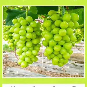 Sunlight Grape Vine Live Plant for Planting – Backyard Garden Fruit Vine for Trellis, Fence or Arbor Growing, Suitable for Home Gardening