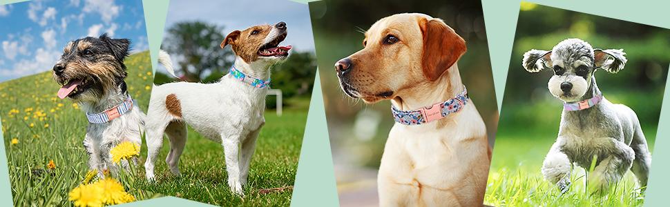 Unique Style Paws Adjustable Dog Collar With Metal Buckle - Durable & Cute Dog Accessories for Small Medium Large Boys Girls Dogs tiktokshopbacktoschool,back to school