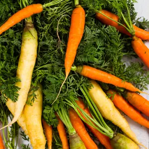 Culinary Blend Carrot Seeds (Daucus carota subsp. sativus blend) Colorful mix of gourmet carrot varieties with diverse shapes and flavors; ideal for fresh eating and market-style harvests