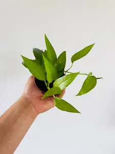 Epipremnum Pinnatum 'Skeleton Key' - 3" Pot