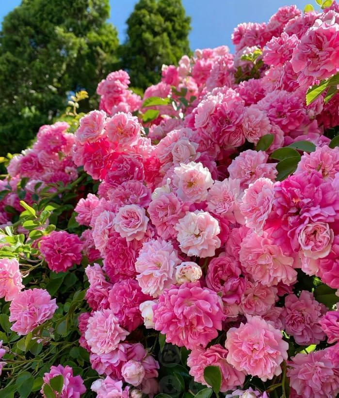 200 Pcs Multi-Color Climbing Rose Seeds for Planting Outdoors - Easy to Grow Perennial Flower Seeds, Beginner-Friendly Beautiful Rose Garden Kit