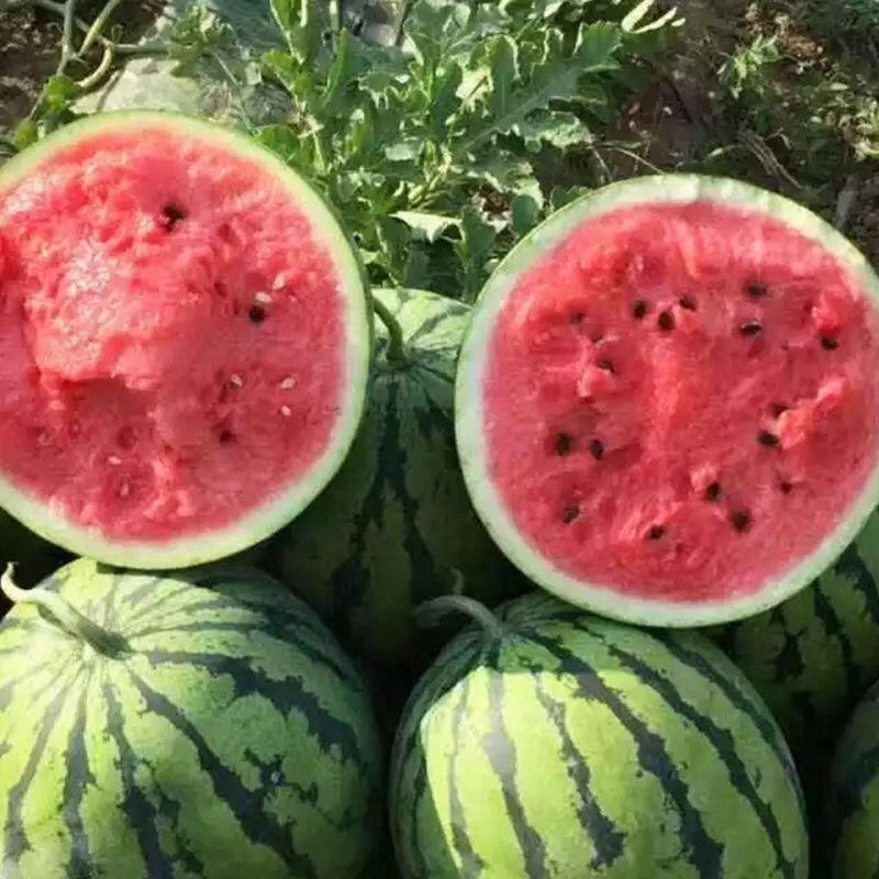 Sow Right Seeds - 50+ pcs Crimson Sweet Watermelon Seeds for Planting -  Instructions to Plant a Home Vegetable Garden
