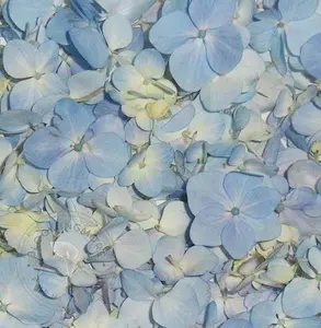 Blue Hydrangea Petals