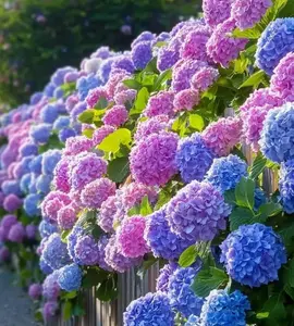 100 Endless Summer Hydrangea Seeds – Easy-to-Grow, Fresh Seeds for Patio Containers & Garden Beds