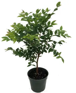 Jabuticaba Tree - 4" Pot - House Plant, Outdoors or Bonsai