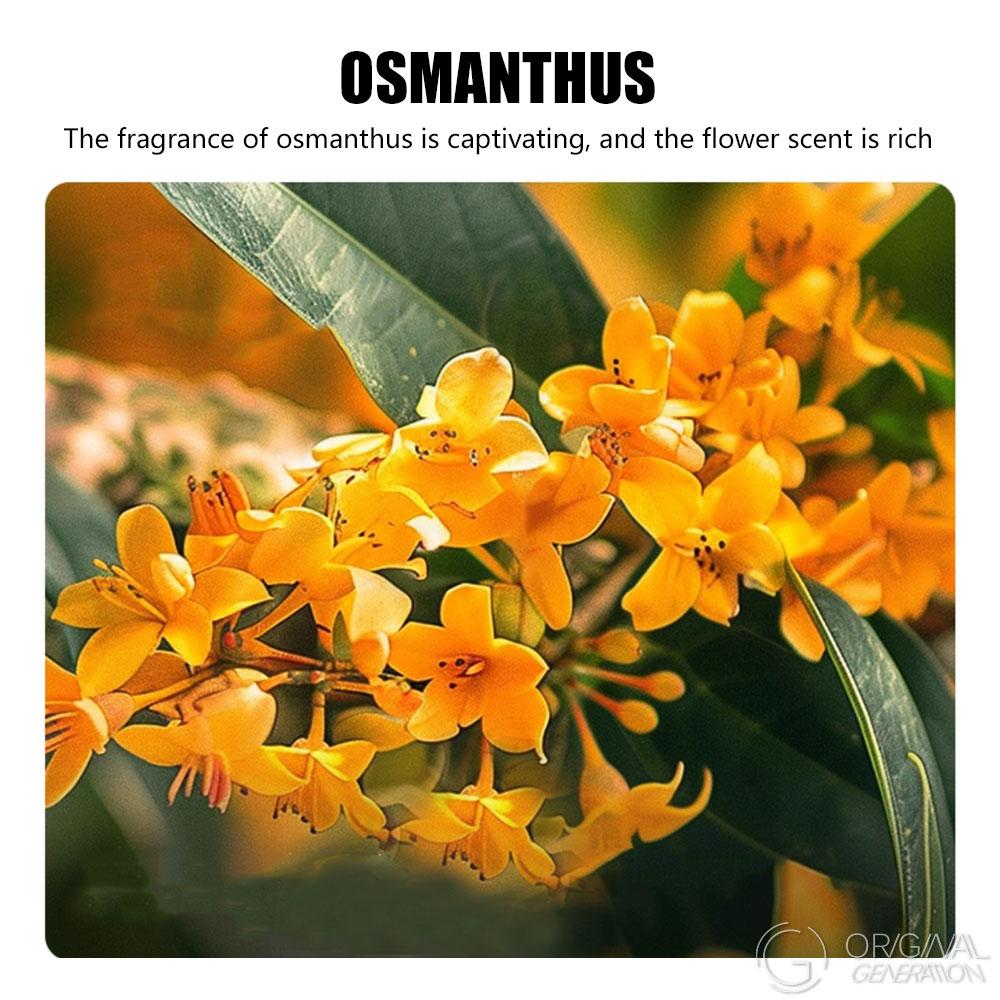 Rose/Osmanthus Baked Milk Tea 1 Carton 6 Drinks With Red Dates, Rock Sugar, Longan, Goji Berry, New Zealand Milk, Golden Needle Black Tea