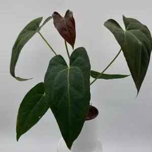 Anthurium Red Crystal x Crystallinum 4" Pot - Green Leaf Plant in Black Container