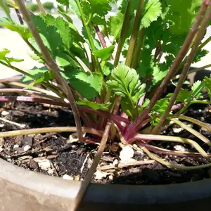 Purple Cilantro Seeds (Coriandrum sativum) – Fragrant Leaves, Striking Purple Stems, and True Market-Garden Flavor