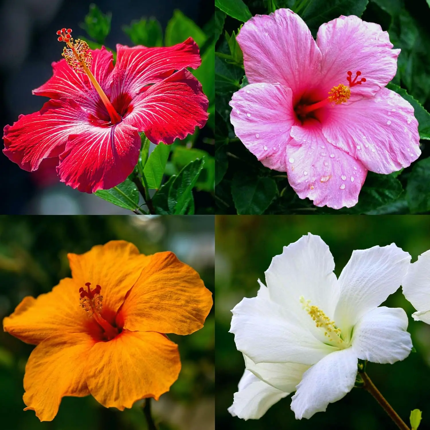200 Pcs Hibiscus Seeds Mixed Colors for Planting - Hardy Perennial Giant Flower, Non-GMO Heirloom with for Home