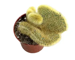 2.5" Crested Golden Rat Tail – Cleistocactus Winteri F. Cristata – Live Plant