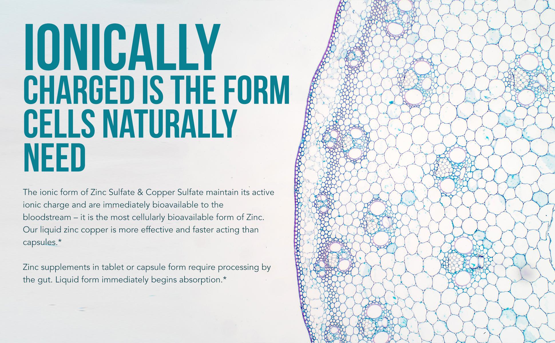 Ionic Zinc Plus Copper Liquid Concentrate | 240 Servings – Vegan, Supports Immunity, Brain & Thyroid – 2 oz. Supplement Essential