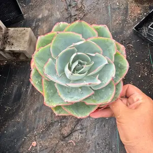 Echeveria White Rose Succulent Plant 6 inch pot