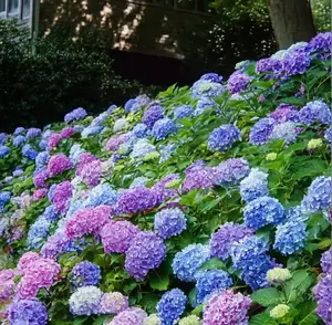 50 Endless Summer Hydrangea Seeds – Easy-to-Grow, Fresh Seeds for Patio Containers & Garden Beds