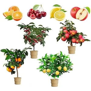 4 Pack Fruit Tree Seeds Collection – Apple, Lemon, Cherry and Orange Seeds (50 Each) for Backyard Garden Beds, Patio Containers and Orchard Style Planting – Seeds Only, Not Live Plants