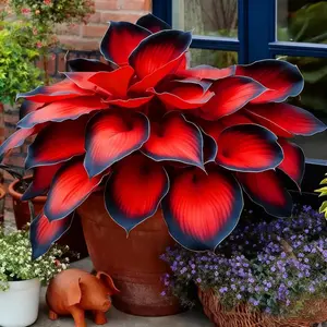 1000 PCS Hosta Seeds for Easy Home Garden Planting, Suitable for Shade Areas and Long-Term Outdoor Growth