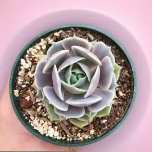 Echeveria Lola / Purple & White Succulent Plant Rosette