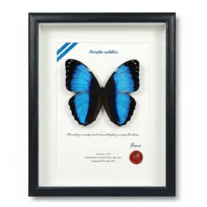 Real Framed Butterfly Specimen - Preserved Morpho achilles (Blue Banded Morpho Butterfly) Taxidermy - Striking Black & Blue Contrast Shadow Box Wall Art - Handmade Entomology Gift for Office or Home Decor