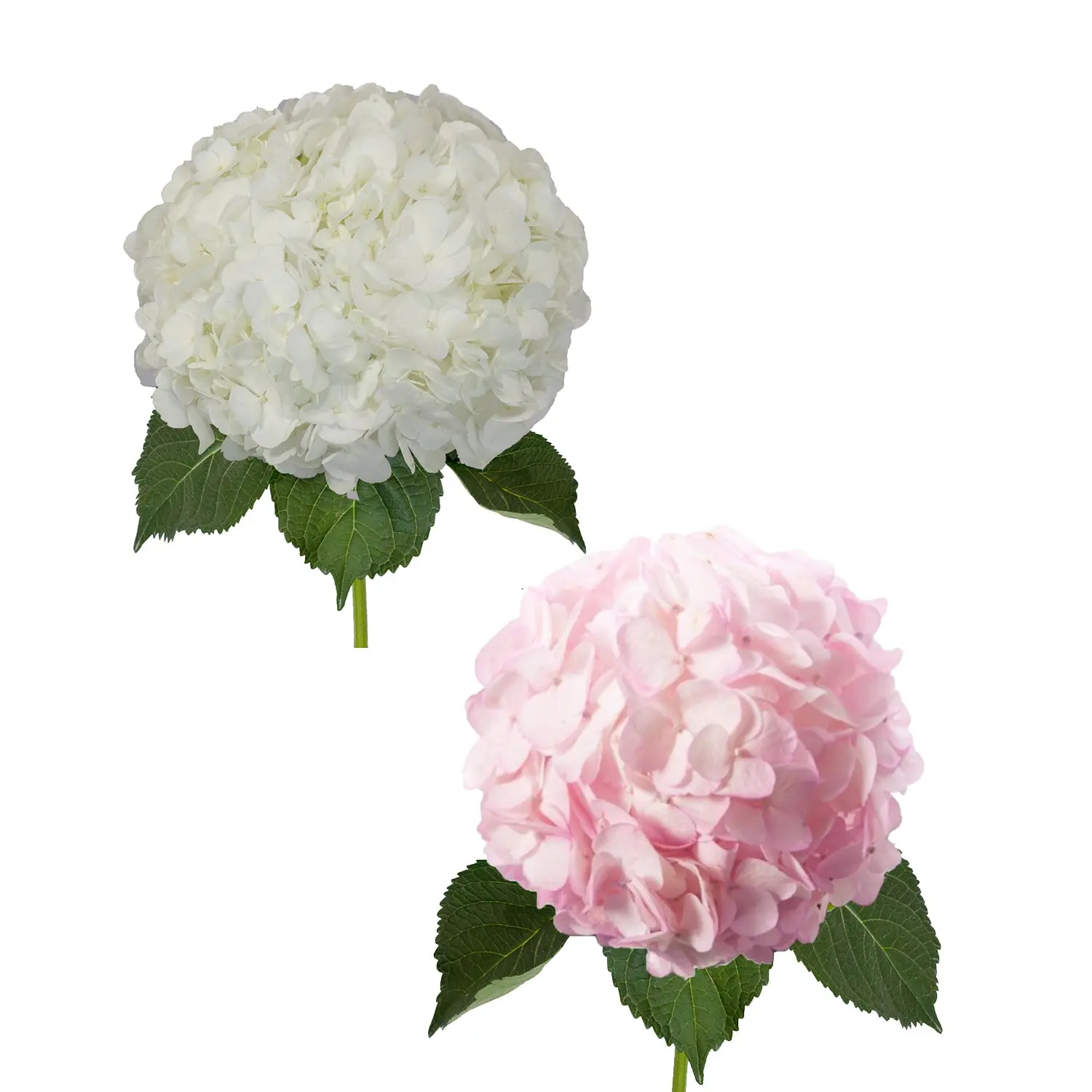 White and Painted Pink Hydrangeas