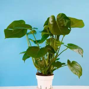 XL Monstera Deliciosa - 6” Pot