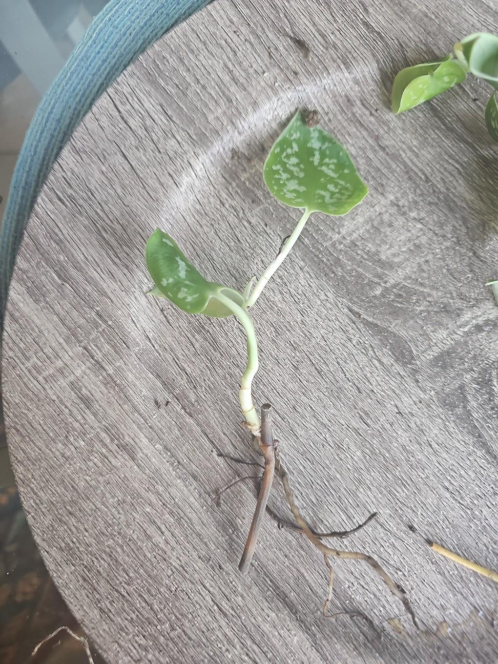 silver pothos rooted - free shipping