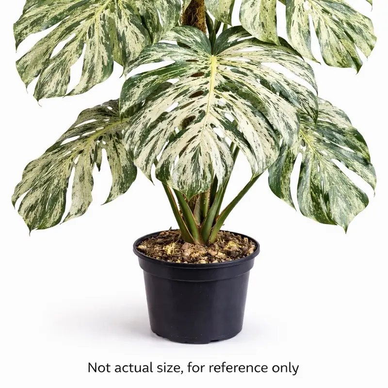 brown spots on monstera leaves - TikTok Shop