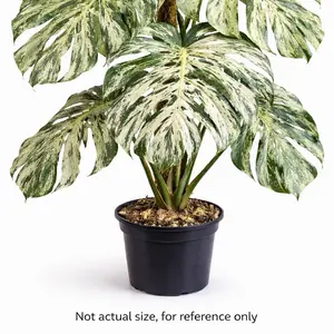 Monstera “Bulbasaur” Tissue Culture Plantlet | Rare Collector Aroid | Lab-Grown TC Monstera “Bulbasaur” Tissue Culture Plantlet | Rare Collector Aroid | Lab-Grown TC