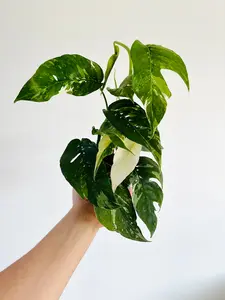 Epipremnum Pinnatum Albo - 4" Pot