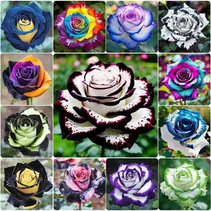 300 PCS Mix Colorful Flower Rose Seeds All Seasons Easy Growing Garden Planting Outdoor Flower Rose Seeds Fragrant Climbing Rosa Bush Vine Flower Easy Grow Low-Maintenance for Planting