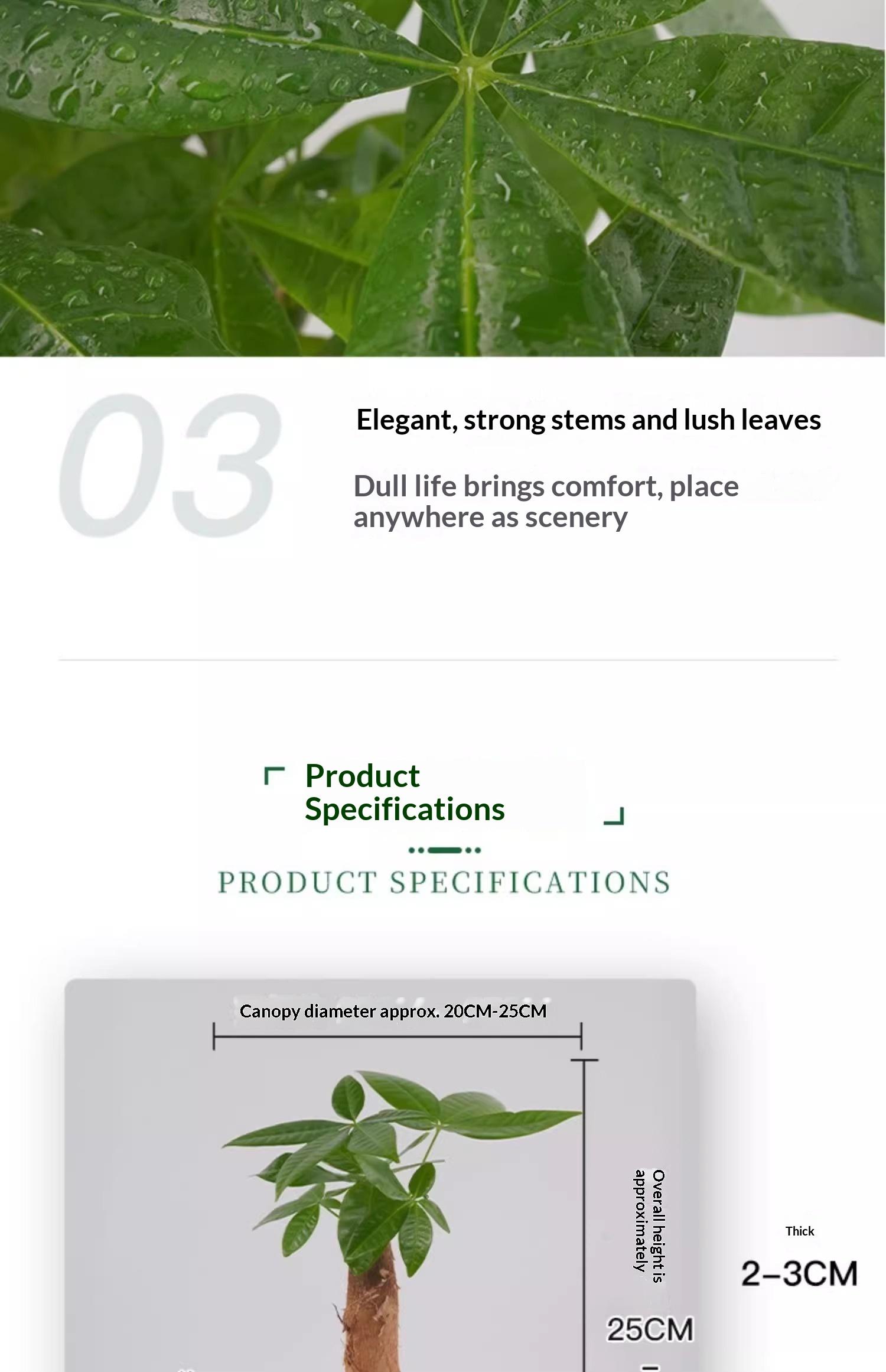 Prosperity Money Tree - Pest-Free Evergreen Plant with Undamaged Stems, High Plasticity Bonsai Suitable, Ideal Gift for Relatives & Beginners (Indoor/Office Use) Prosperity Money Tree - Pest-Free Evergreen Plant with Undamaged Stems, High Plasticity Bonsai Suitable, Ideal Gift for Relatives & Beginners (Indoor/Office Use)