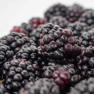 Triple Crown Blackberry Plug Plants – Thornless, Late-Season Variety | Extra-Large Sweet Berries | Cold Hardy, High Yield, Non-GMO | Hand Picked Nursery