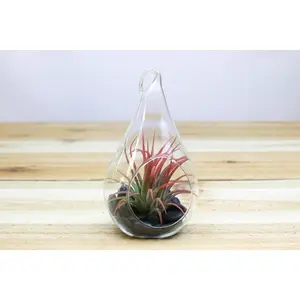 Teardrop Terrarium with Black Stones & Tillandsia Air Plant